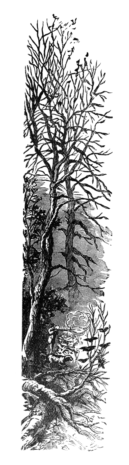 An engraving of an old tree